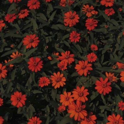 开元棋脾官方网站